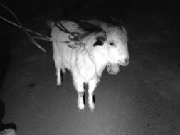 小羊最新爆料网站是什么,小羊最新爆料网站大起底！