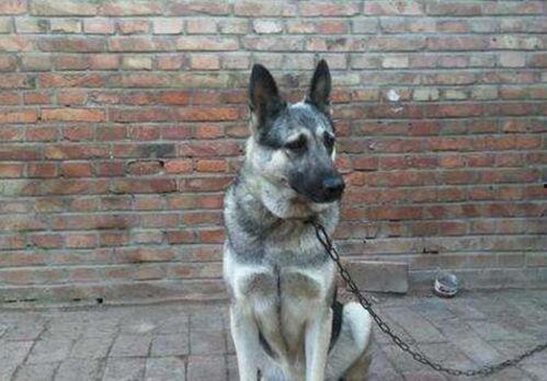 大狼狗夫妇爆料视频,揭秘娱乐圈背后的惊人真相  第2张